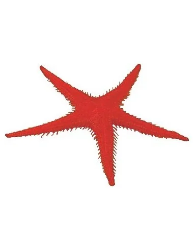 BOITE DE 2 PCS ETOILE DE MER FACTICE